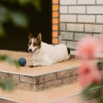 Слот The Dog House Megaways - игровой автомат с собачьей тематикой