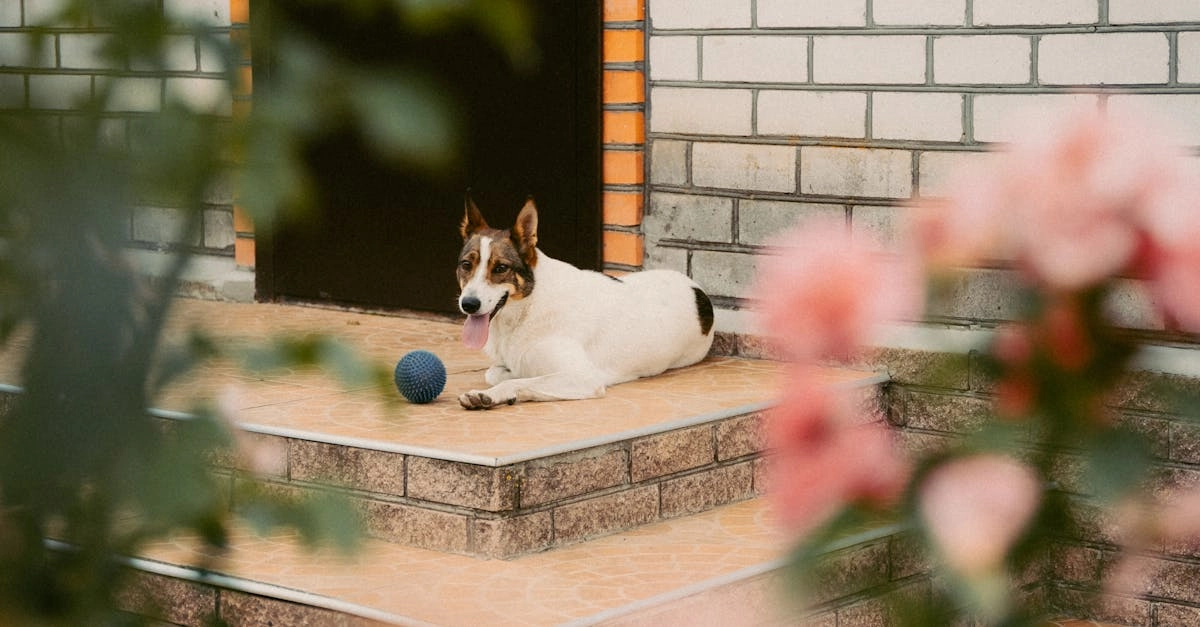 Слот The Dog House Megaways - игровой автомат с собачьей тематикой